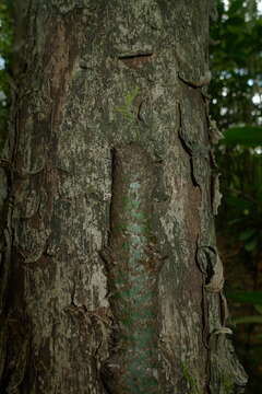 Слика од Microsorum latilobatum Hennipman & Hett.