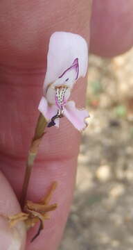 Image of Disa bifida (Thunb.) Sw.