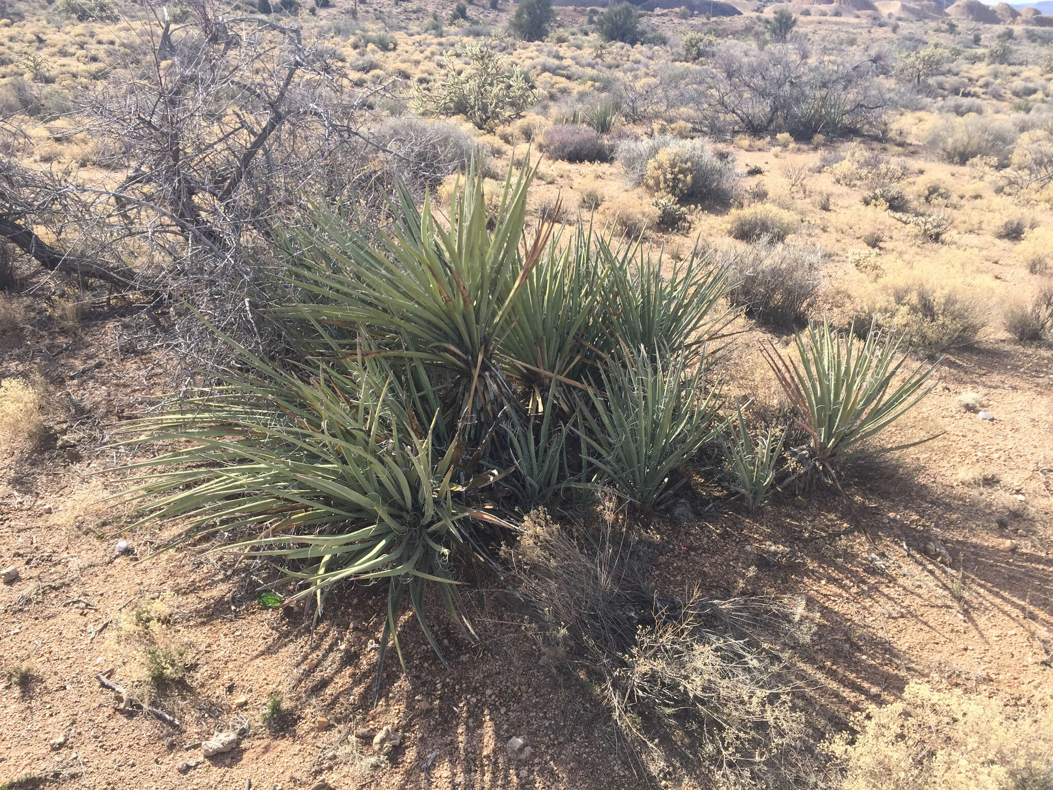 Yucca baccata Torr. resmi