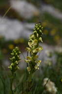 Image of Pedicularis ascendens Schleicher ex Gaudin