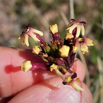 Image of Glandularia araucana (Phil.) Botta