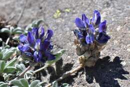 Imagem de Lupinus sellulus var. lobbii (S. Watson) B. J. Cox