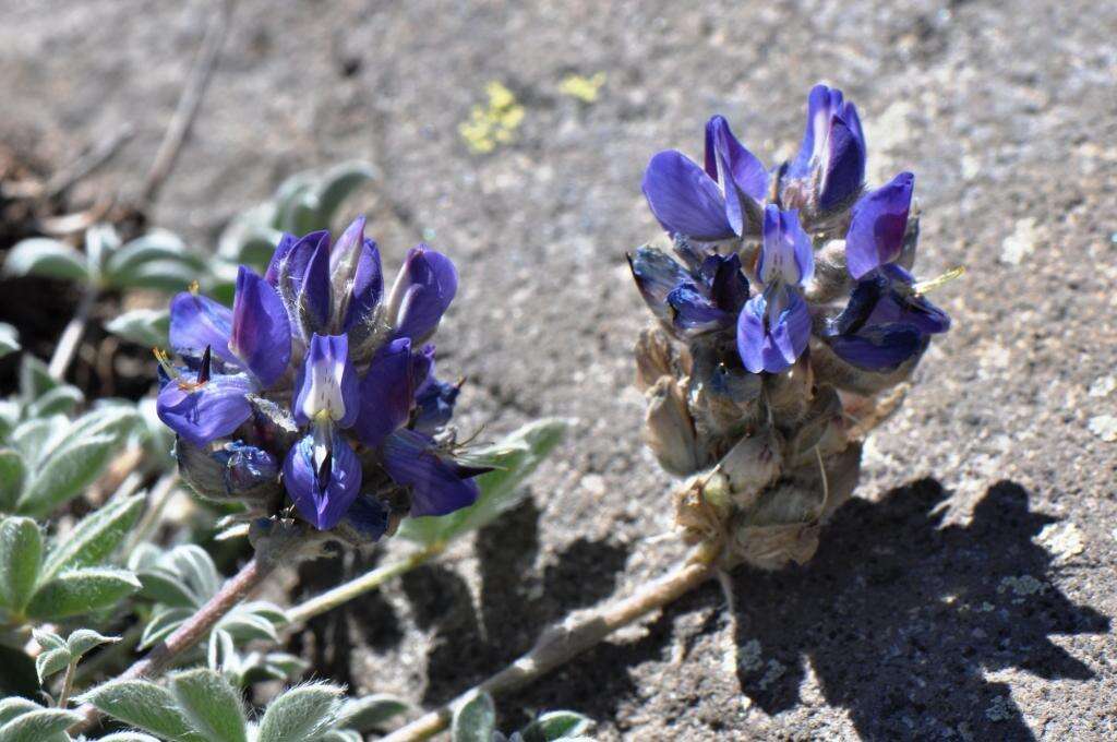 Image of Lupinus sellulus var. lobbii (S. Watson) B. J. Cox