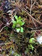 Image of snow buttercup