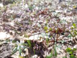 Image of Arkansas meadow-rue