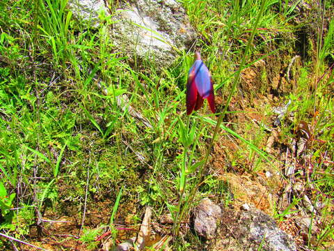 Image of Calochortus purpureus (Kunth) Baker