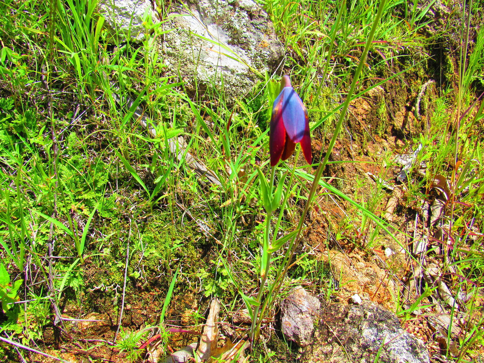 Calochortus purpureus (Kunth) Baker resmi