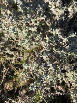 Слика од Lucilia acutifolia (Poir.) Cass.