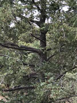 Image of Mexican Douglas-fir