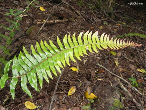 Sivun Blechnum hastatum Kaulf. kuva