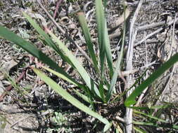 Image of Mountain pipes