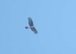 Image of Long-winged Harrier