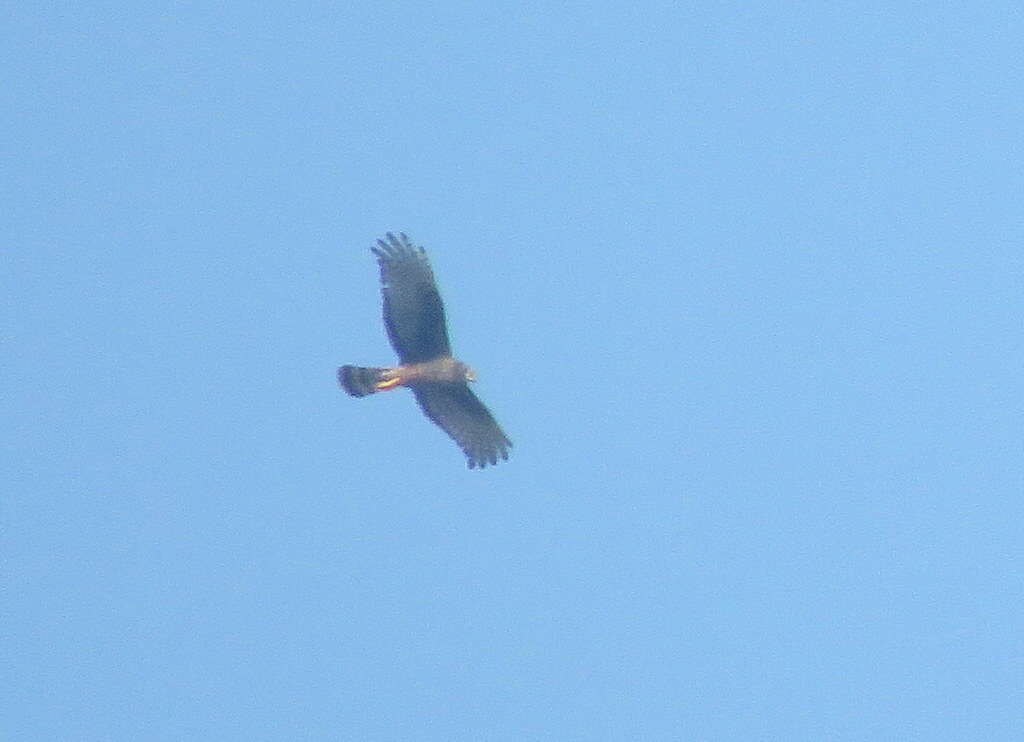 Image of Long-winged Harrier