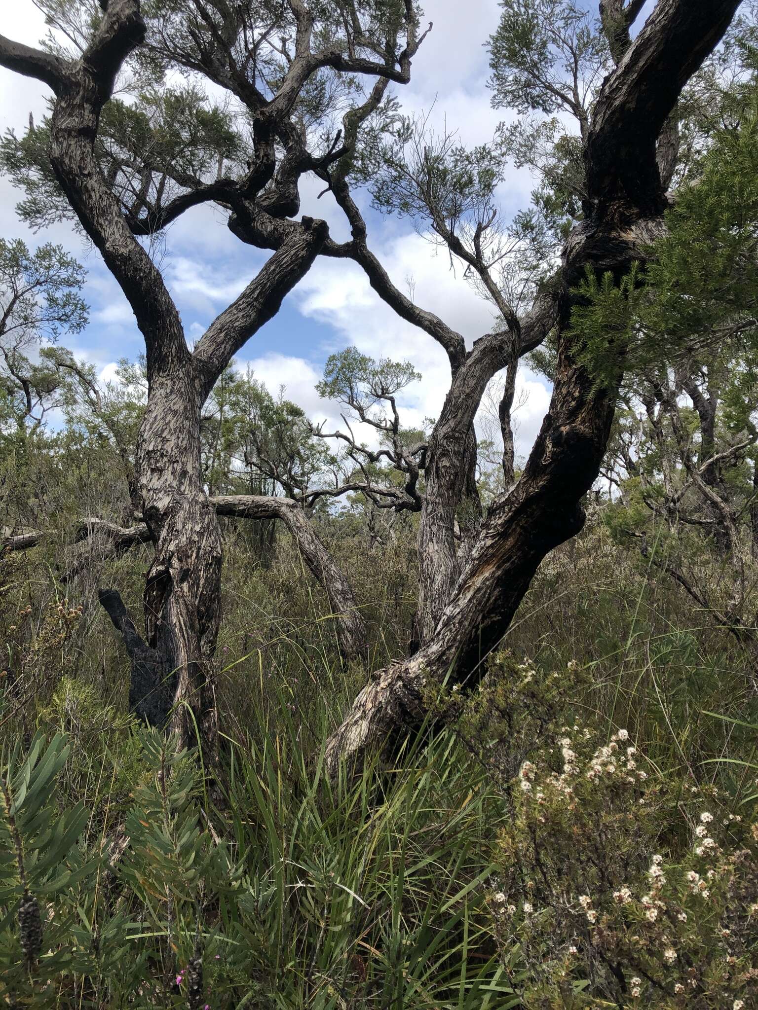 Imagem de Melaleuca preissiana Schau.