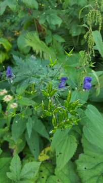 Слика од Aconitum nasutum Rchb.