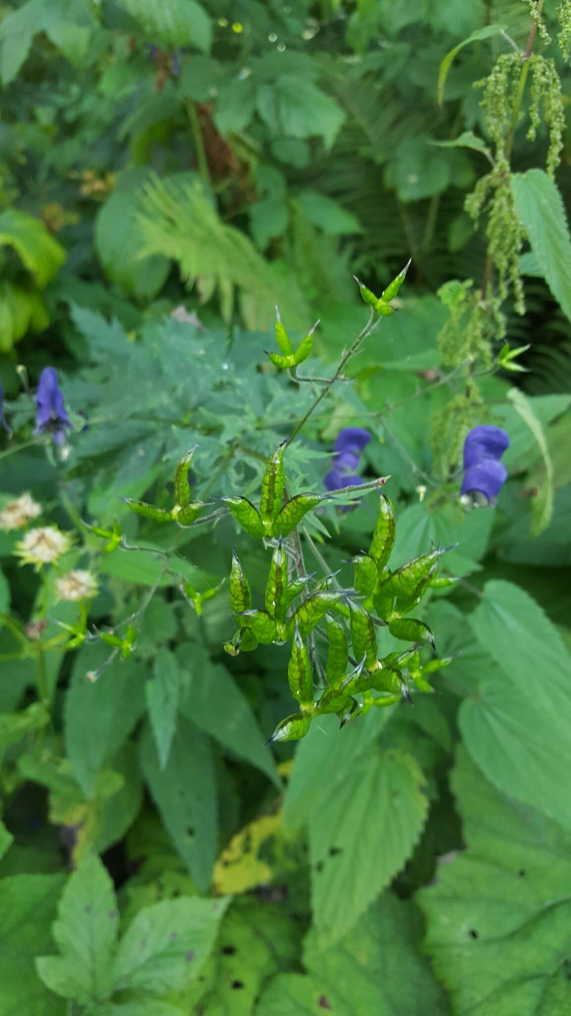 Aconitum nasutum Rchb.的圖片