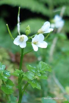 Image of Cardamine caldeirarum Guthnick