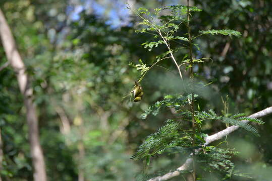 Image of Green-backed White-eye