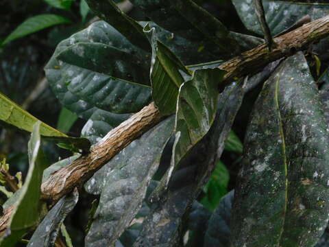 Image de Amphitecna apiculata A. H. Gentry