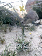 Image of California suncup