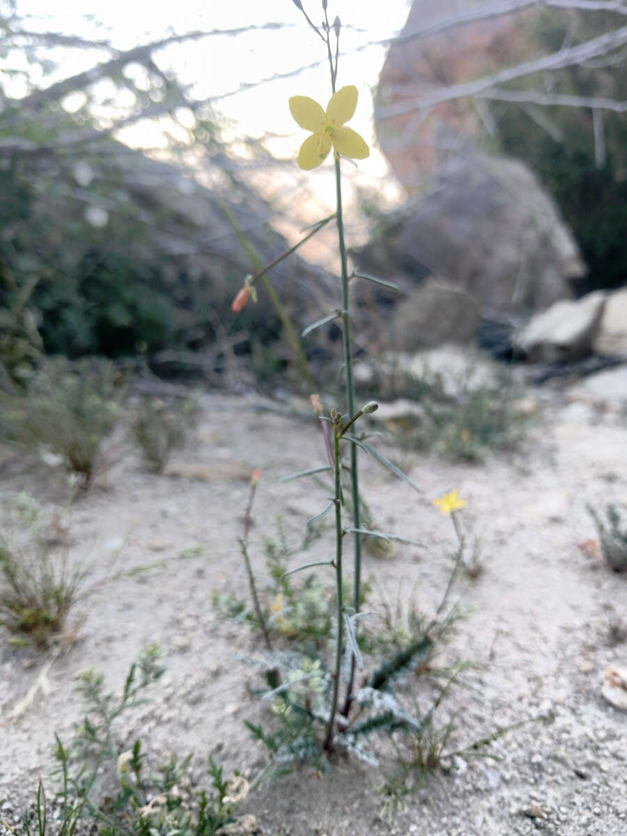 Image of California suncup