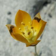 Image de Ornithogalum maculatum Jacq.