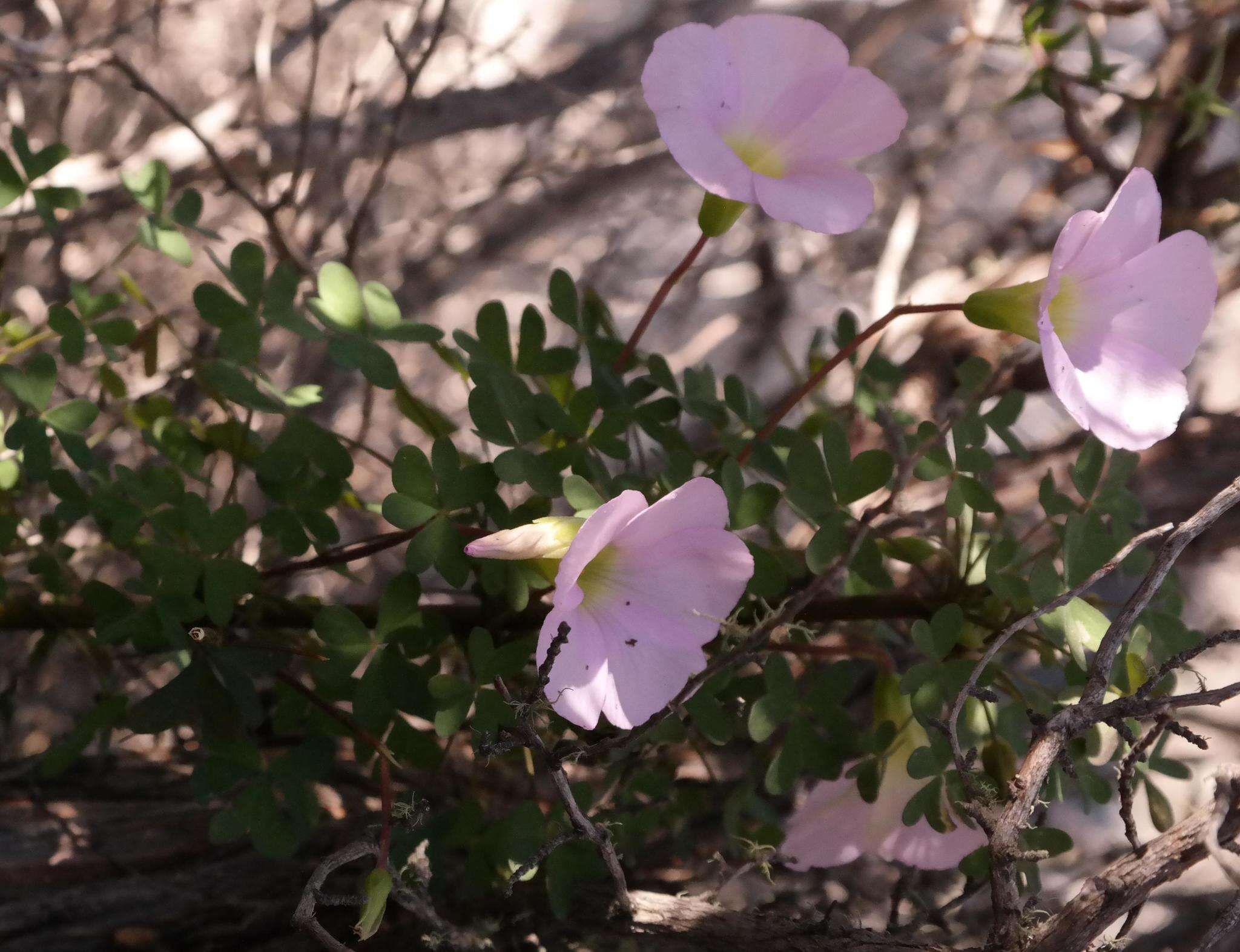 Sivun Oxalis comosa E. Mey. ex Harv. & Sond. kuva