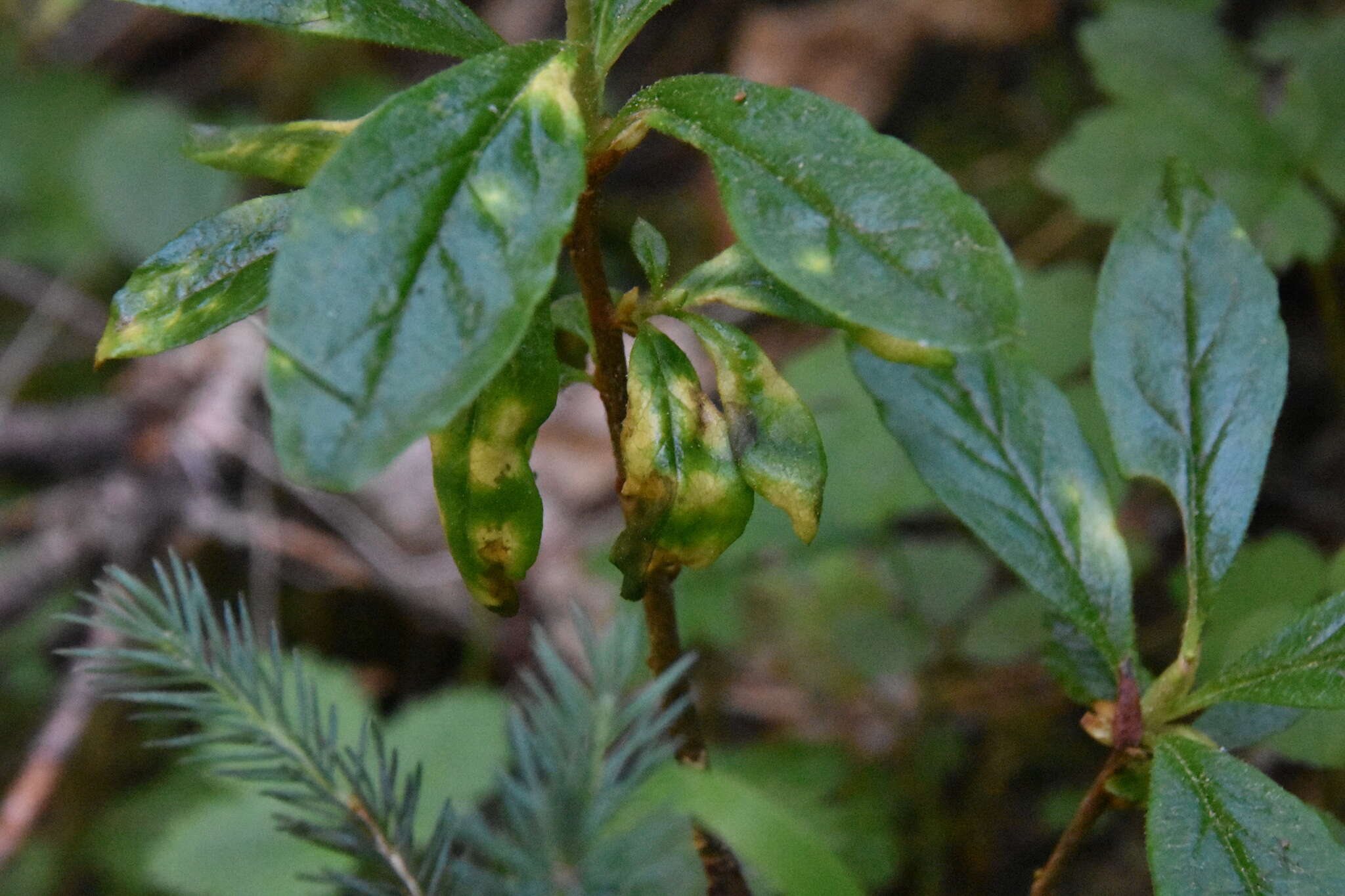 Exobasidium burtii Zeller 1934 resmi