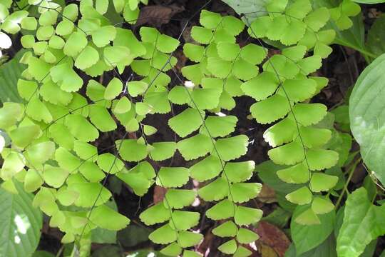 Image of Adiantum amplum C. Presl