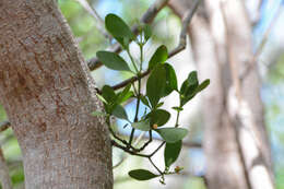 Image de Phoradendron rubrum (L.) Griseb. ex Eichl.