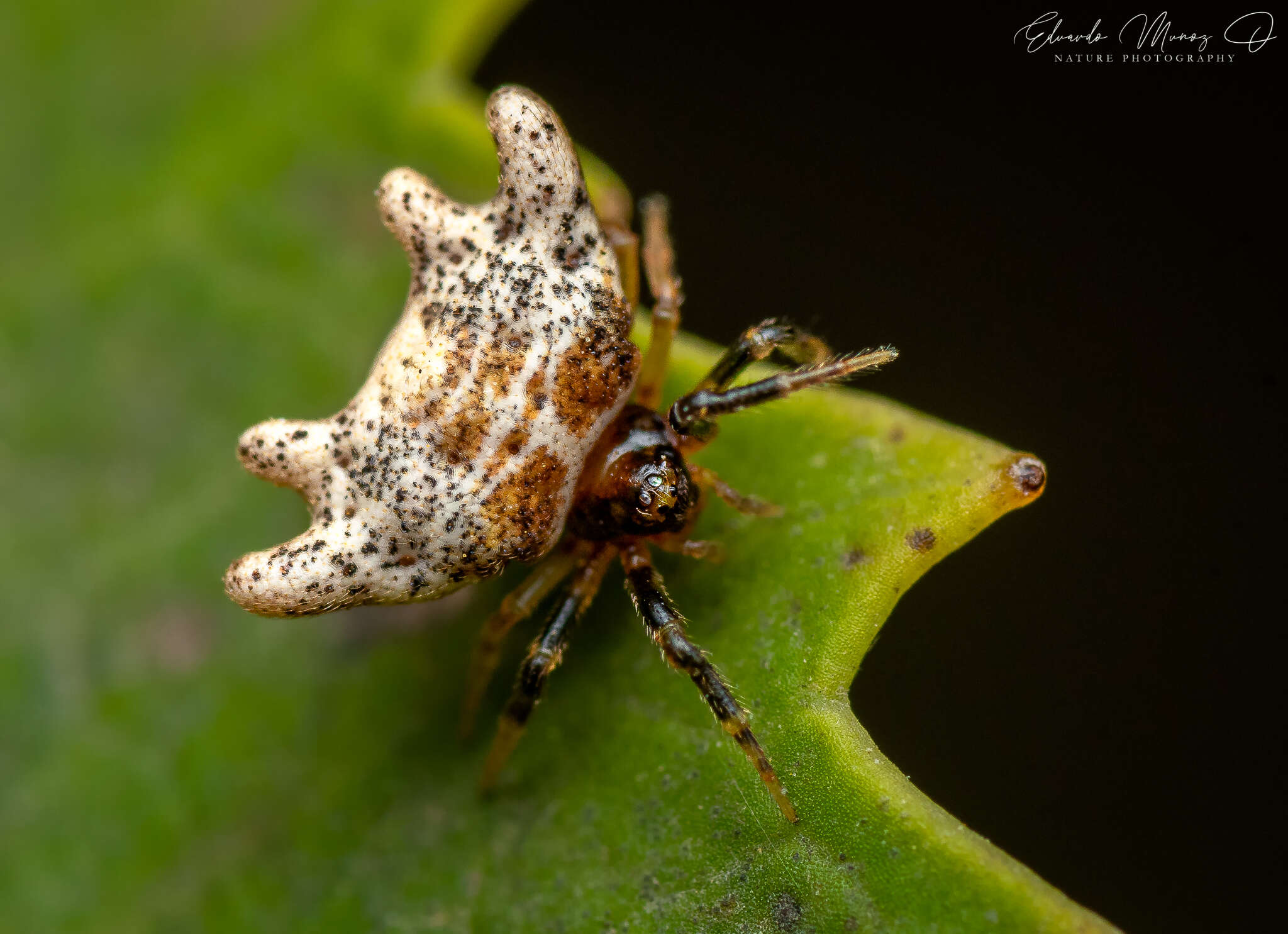 Sivun Phoroncidia variabilis (Nicolet 1849) kuva