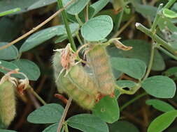 Image of showy pigeonpea