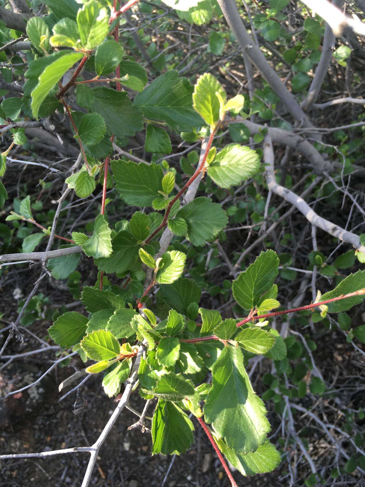 Слика од Cercocarpus montanus var. blancheae (Schneid.) F. L. Martin