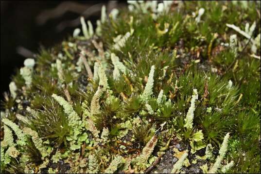 Plancia ëd Cladonia rigida (Hook. fil. & Taylor) Hampe