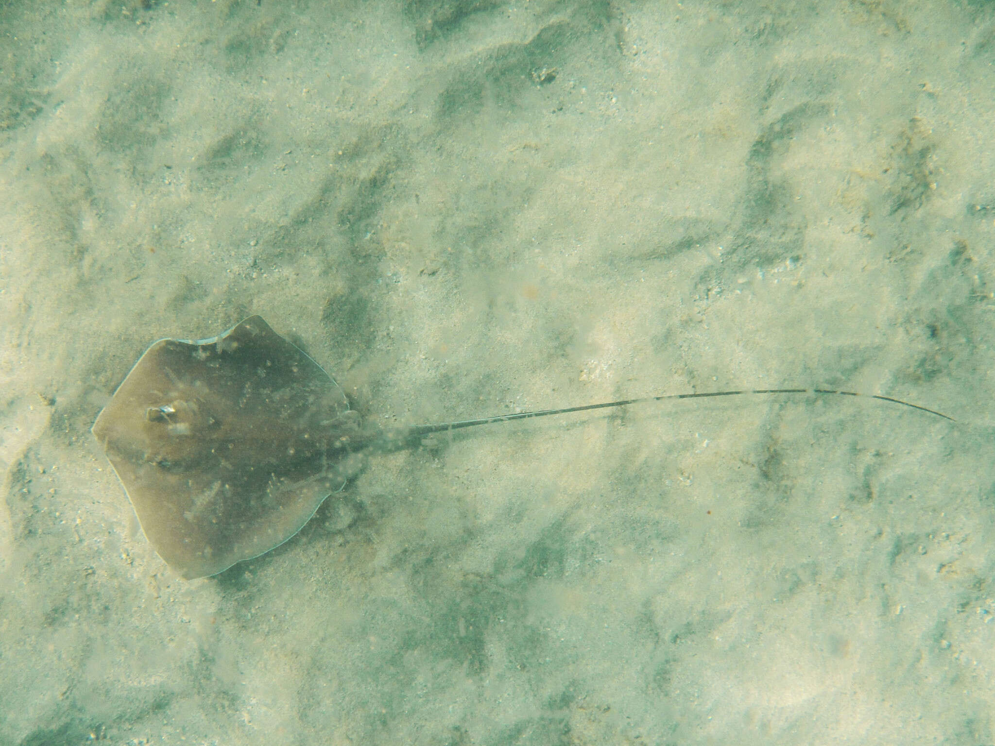 Image of Longtail Stingray