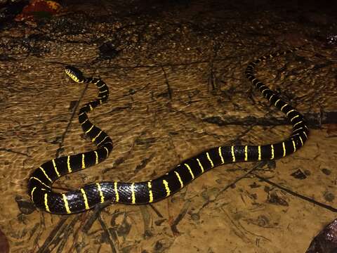 Image of Gold-ringed Cat snake