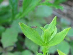 Image de Poecilographa