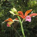 Phaius callosus (Blume) Lindl.的圖片