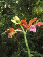 Image of Phaius callosus (Blume) Lindl.