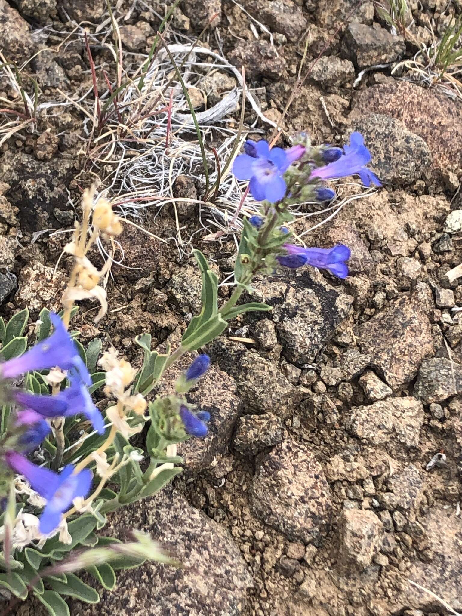 Image of stiffleaf penstemon