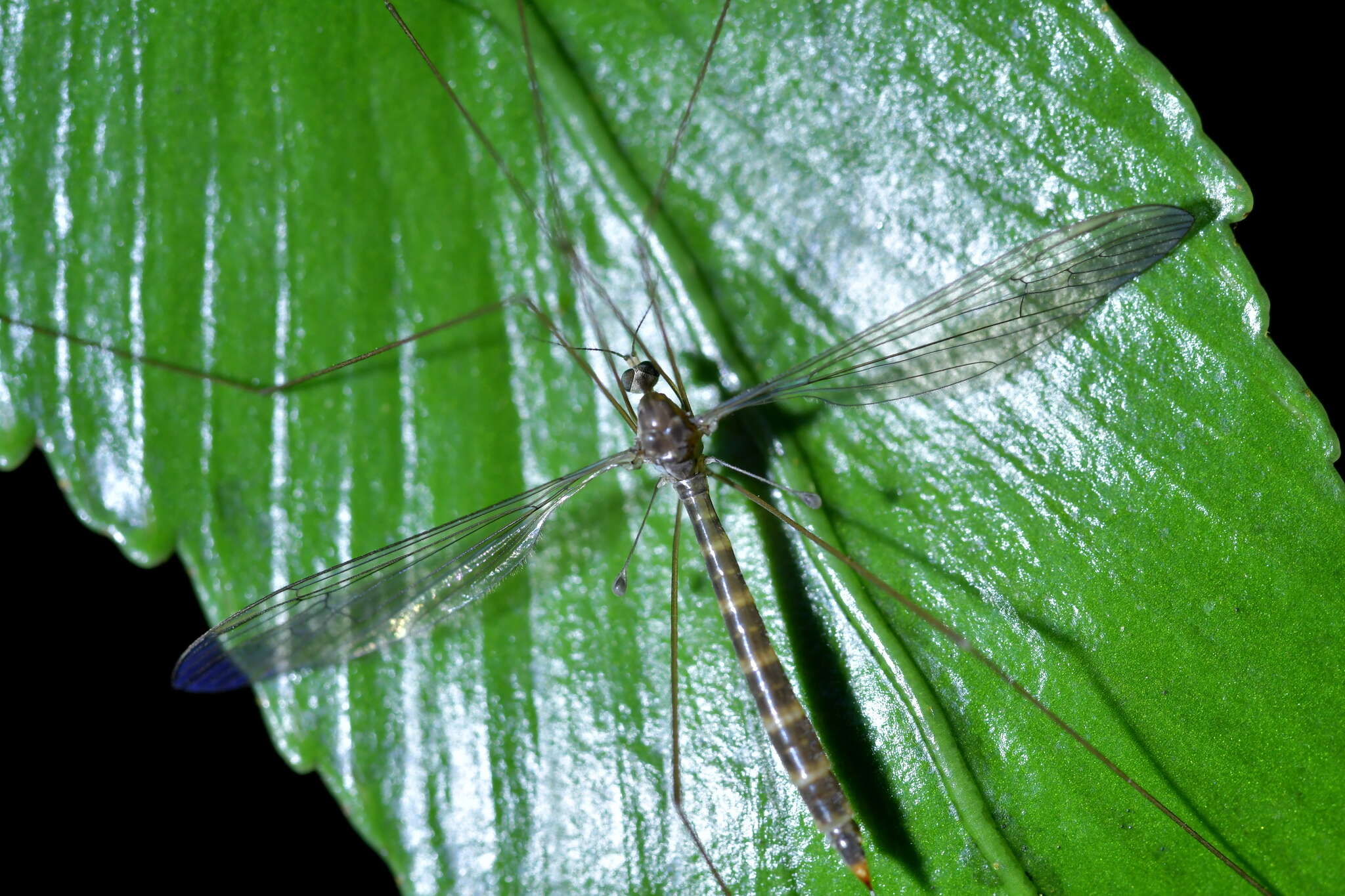 Imagem de Limnophilella delicatula (Hutton 1900)