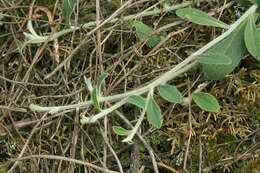 Image of Pilosella macrostolona (G. Schneid.) Sojak