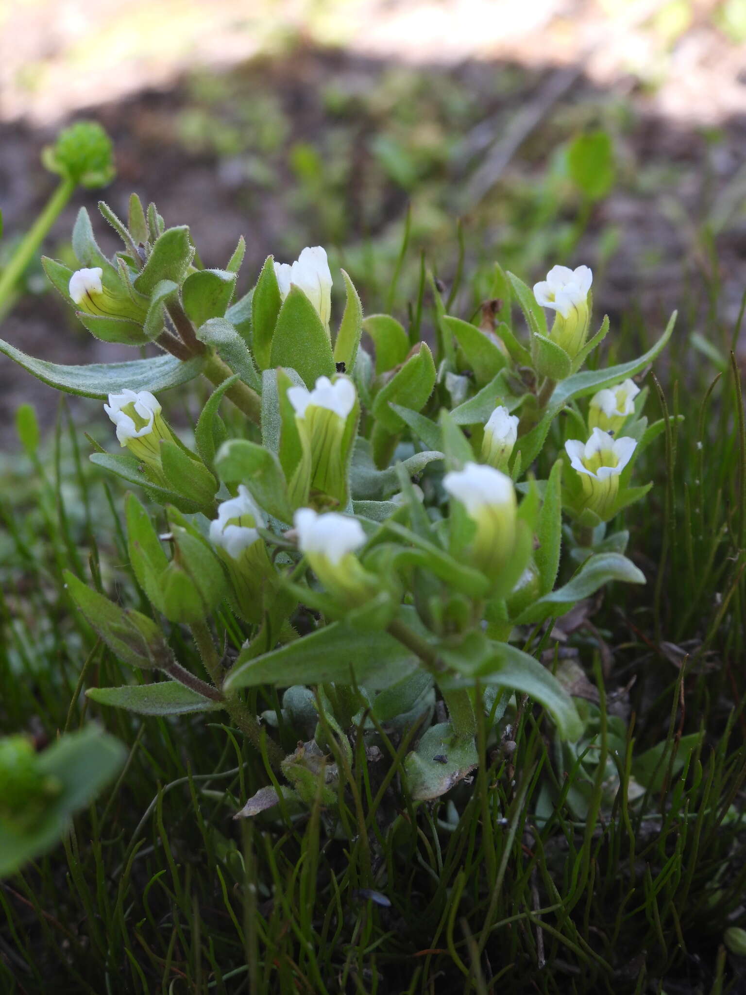 Image de Gratiola ebracteata Benth. ex A. DC.