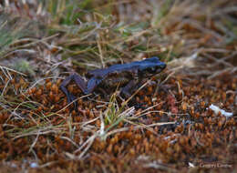 Image of Guajira Stubfoot Toad