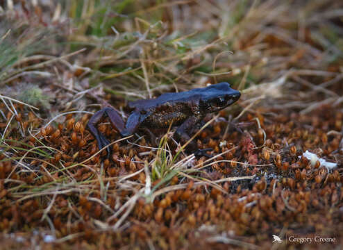 Atelopus carrikeri Ruthven 1916 resmi