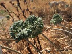 Image of Allium chamaespathum Boiss.