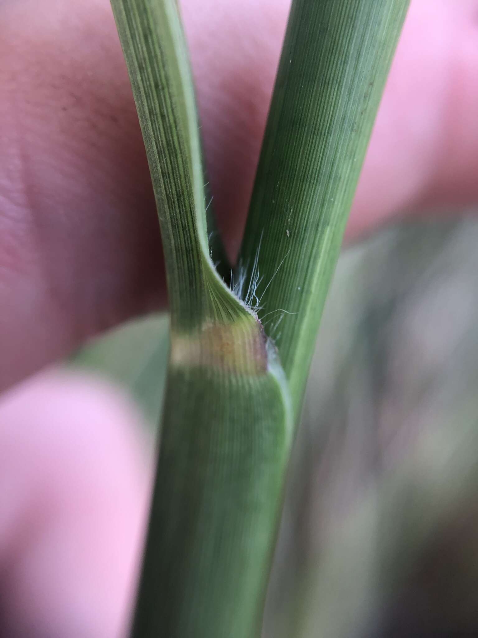 Image of Slender Ditch Crown Grass