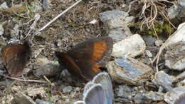 Image of Mnestra’s Ringlet