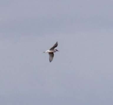 Image of South American Tern