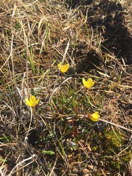 Image de saxifrage bouc, saxifrage dorée